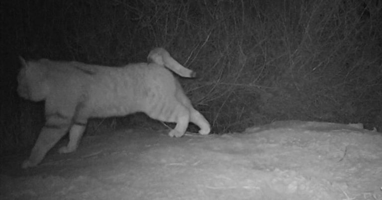 Trail Camera Captures ‘Possibly Extinct’ Sand Cat