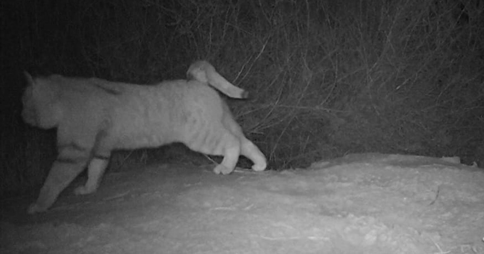 Trail Camera Captures ‘Possibly Extinct’ Sand Cat