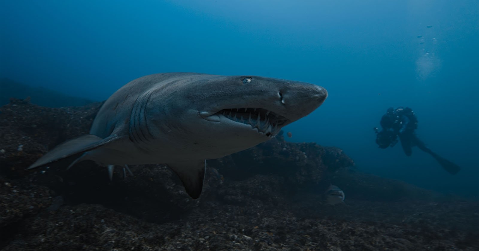 Underwater Filmmaker Gets Up Close and Personal With Sharks Underwater Filmmaker Gets Up Close and Personal With Sharks