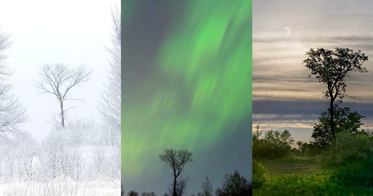This Photographer Shot the Same Tree for 10 Years