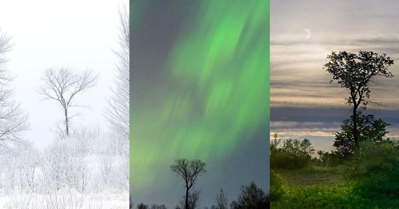 This Photographer Shot the Same Tree for 10 Years This Photographer Shot the Same Tree for 10 Years