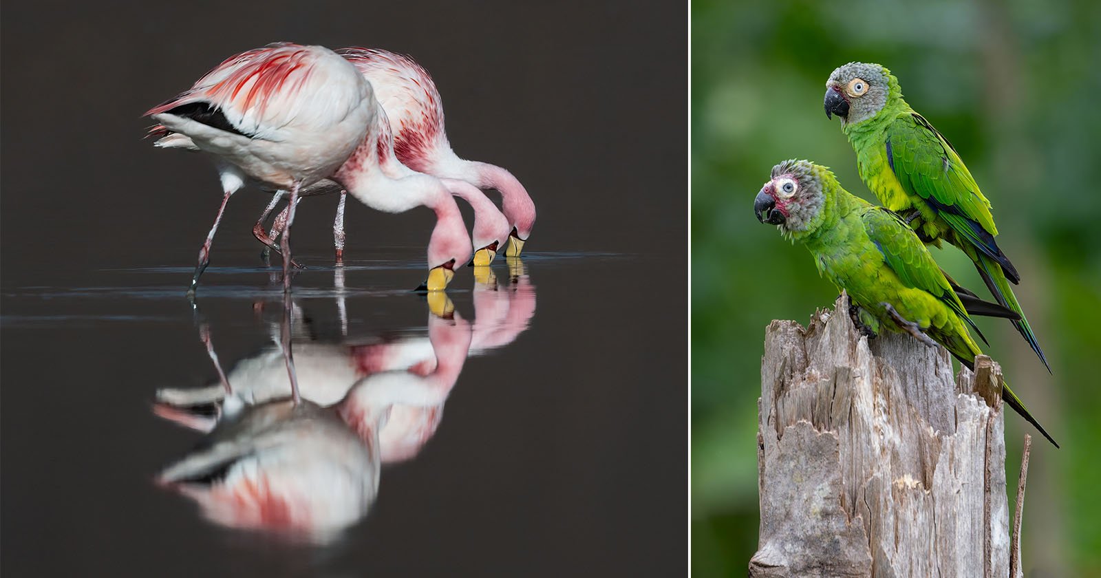 Photographer Captures the World’s Most Vibrant Birds Photographer Captures the World’s Most Vibrant Birds