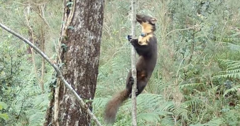 Camera Trap Captures Wild Baby Pine Martens for ‘First Time in 100 Years’