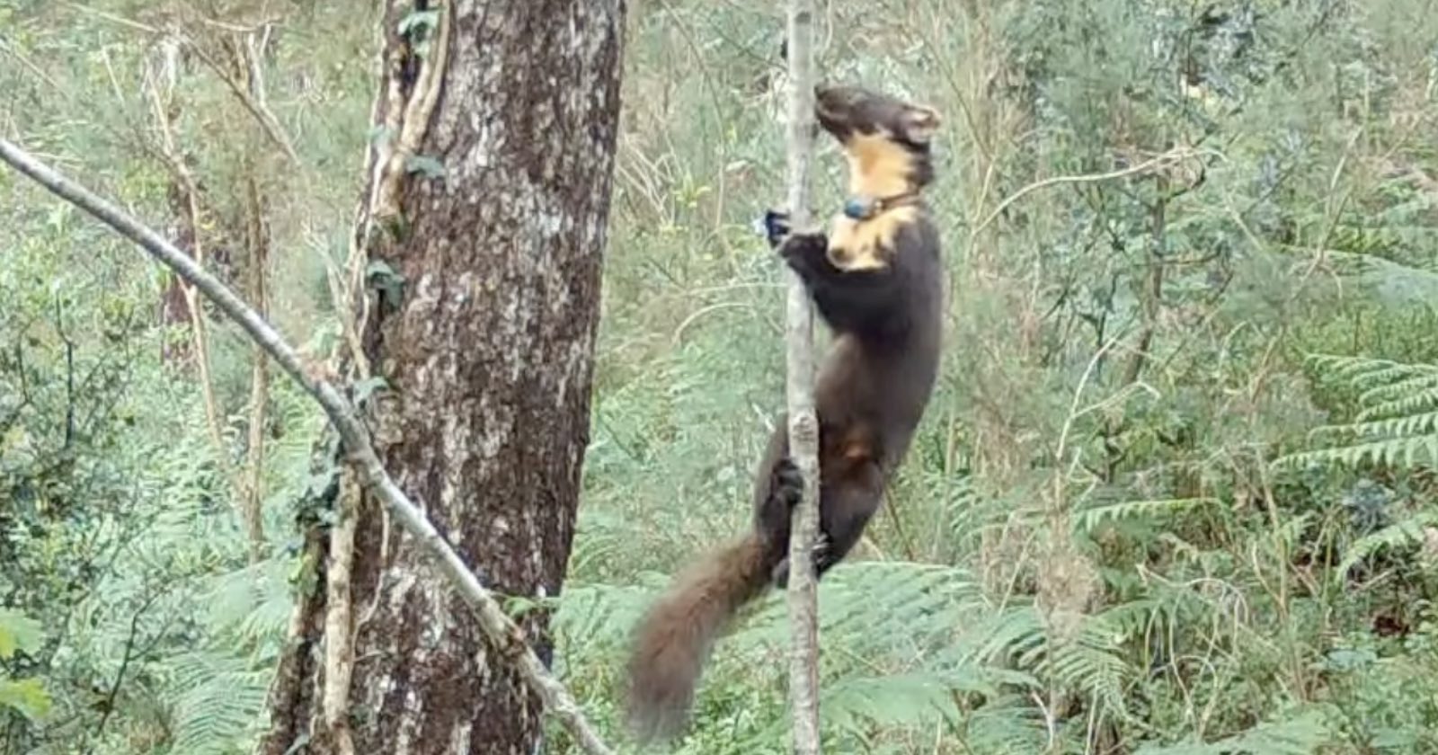 Camera Trap Captures Wild Baby Pine Martens for ‘First Time in 100 Years’