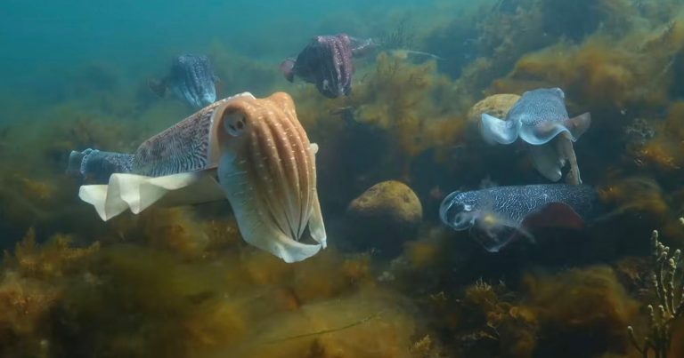Robotic Cuttlefish Camera Catches a Desperate Escape From a Seal