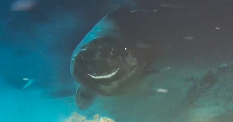 Scientists Drop Dead Cow into Sea and Film Sleeper Sharks ‘Politely’ Lining Up to Feast