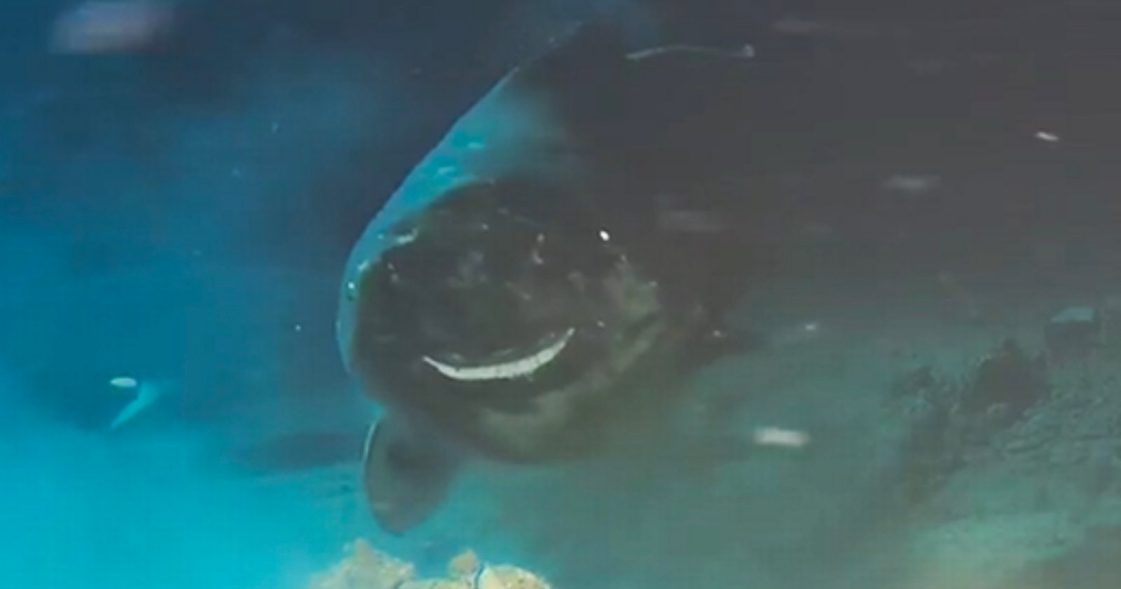 Scientists Drop Dead Cow into Sea and Film Sleeper Sharks ‘Politely’ Lining Up to Feast