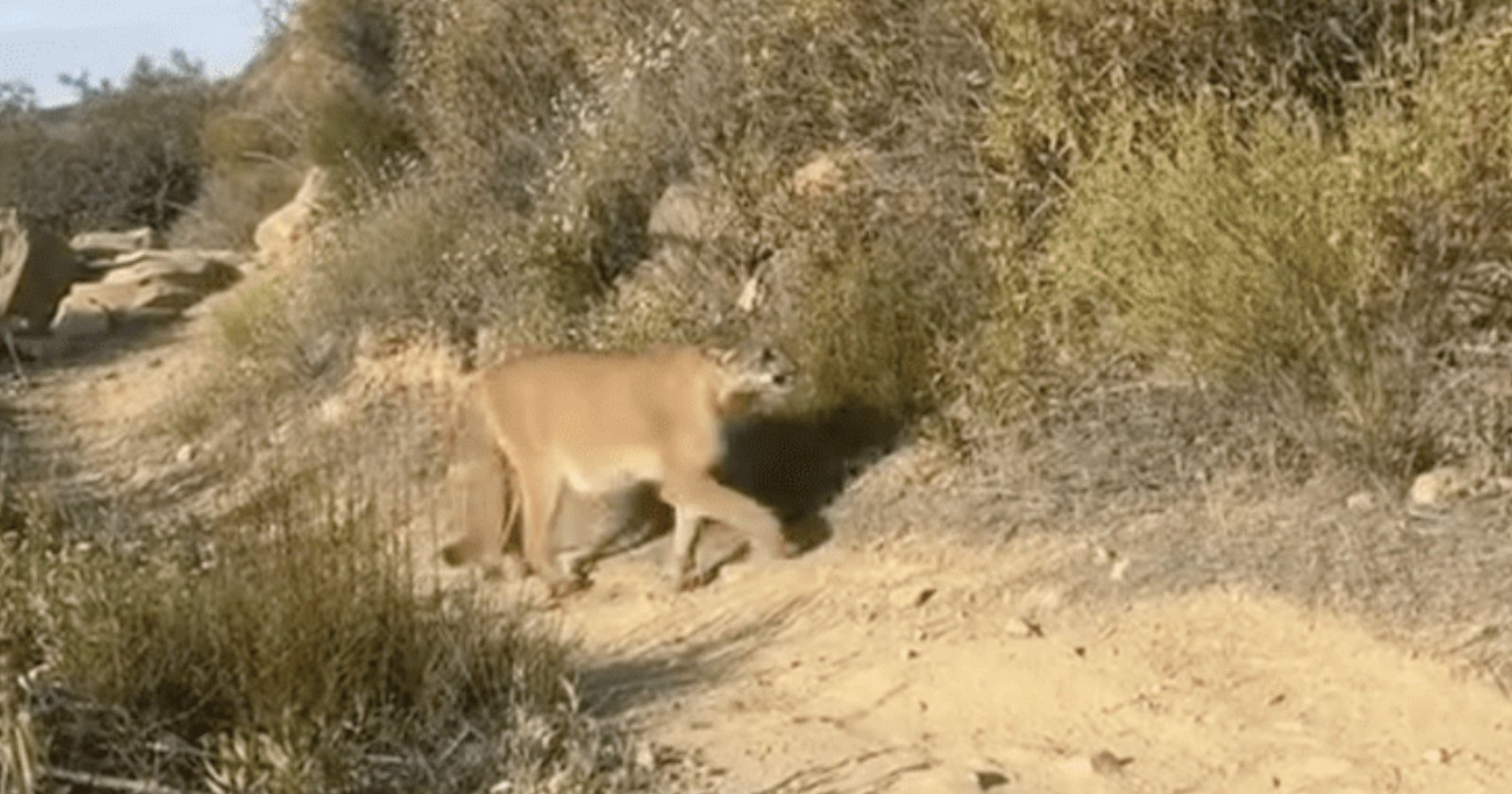 Hiker Films ‘Amazing and Terrifying’ Close Encounter with Mountain Lion Hiker Films ‘Amazing and Terrifying’ Close Encounter with Mountain Lion