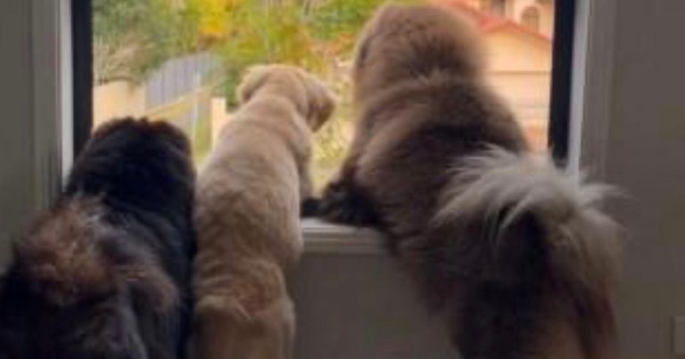 Meta Bans Instagram User for Posting Video of her Dogs That Violated ‘Nudity’ Rules