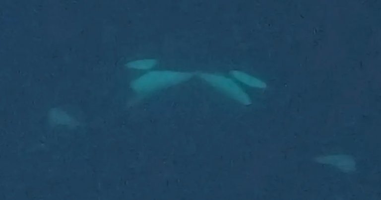Scientists Film Killer Whales ‘Kissing’ in the Wild for The First Time