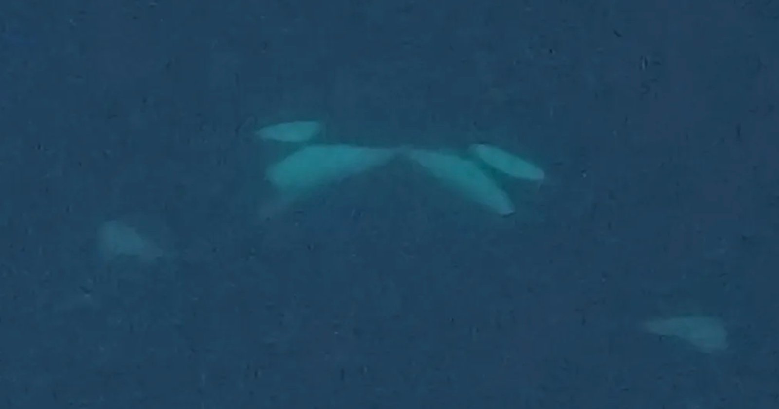 Scientists Film Killer Whales ‘Kissing’ in the Wild for The First Time