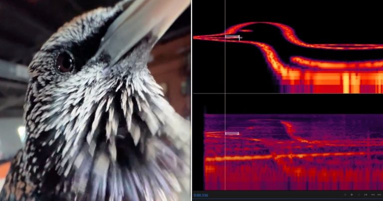 Someone Saved a Digital Image File to a Bird