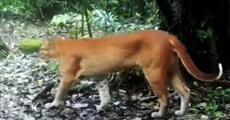 Rare and Elusive ‘Asian Golden Cat’ Captured on Trail Camera