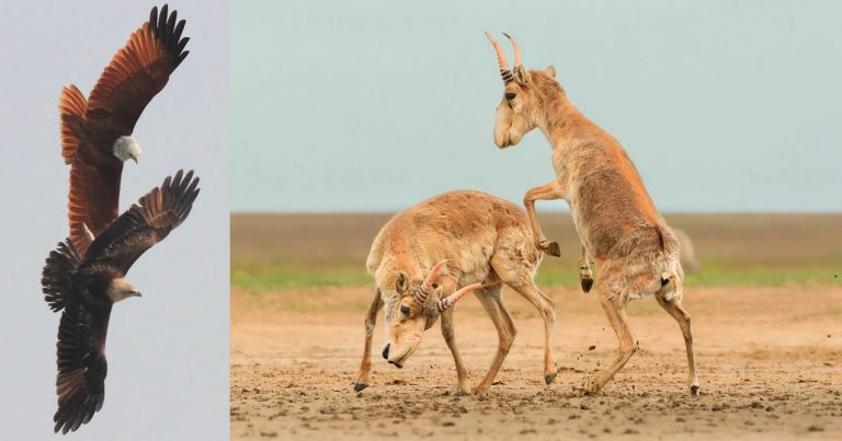 Stunning Photo Competition Focuses on How Nature Survives and Thrives