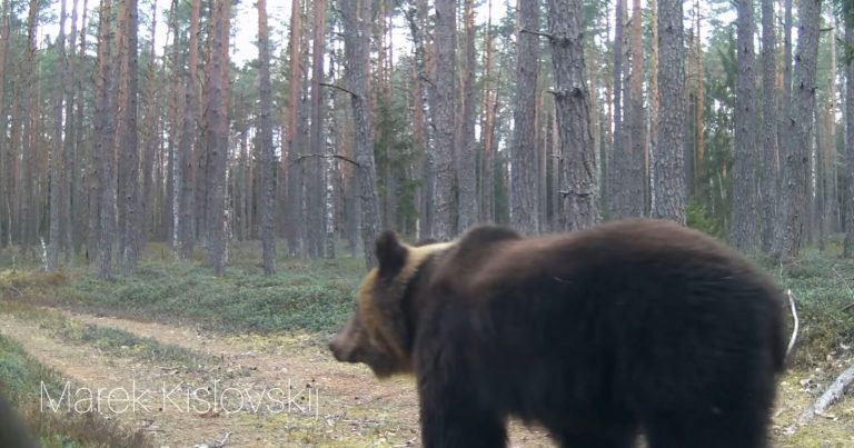 Photographer’s Trail Camera Captures Brown Bear in ‘Non-Bear’ Country