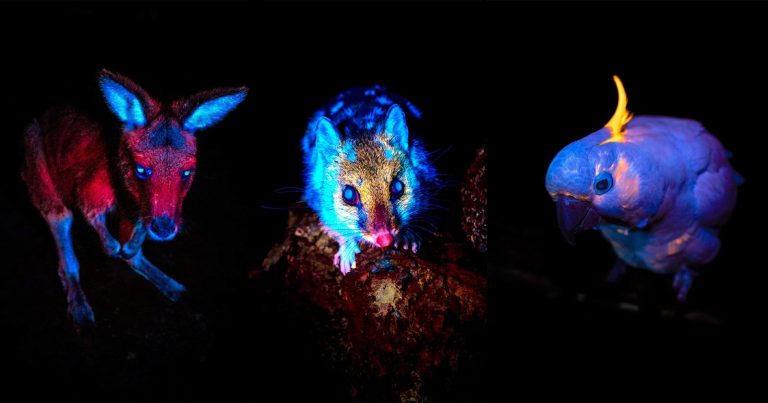 Photographer Captures the Hidden Light of Animals
