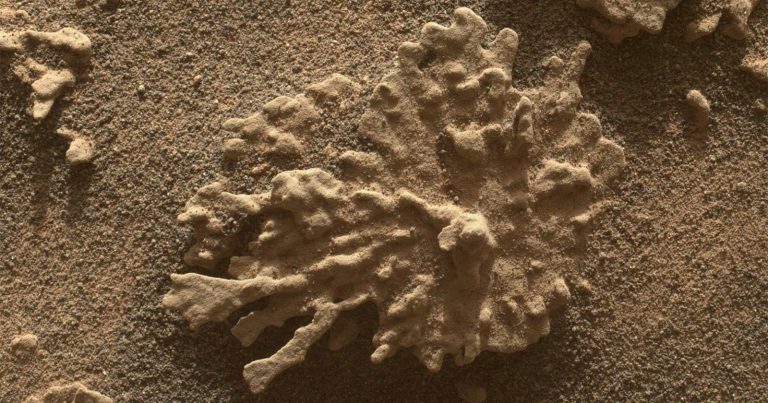NASA Curiosity Rover Captures Photos of Coral-Like Rocks on Mars