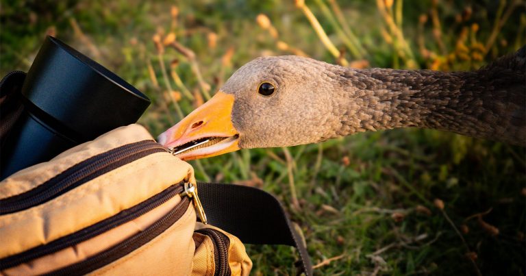 Photographer Nearly Has His Gear Stolen By Mischievous Goose