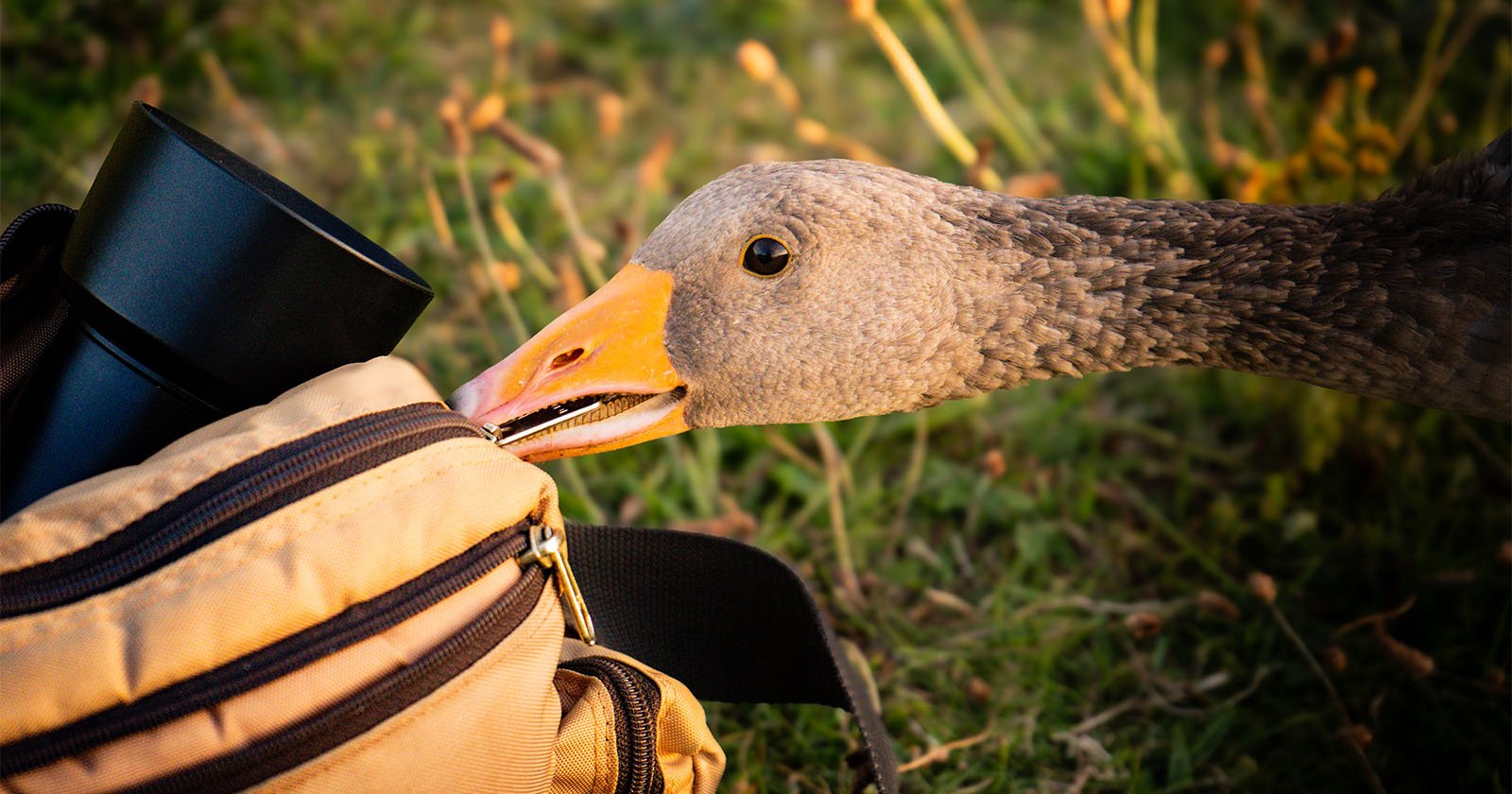 Photographer Nearly Has His Gear Stolen By Mischievous Goose Photographer Nearly Has His Gear Stolen By Mischievous Goose