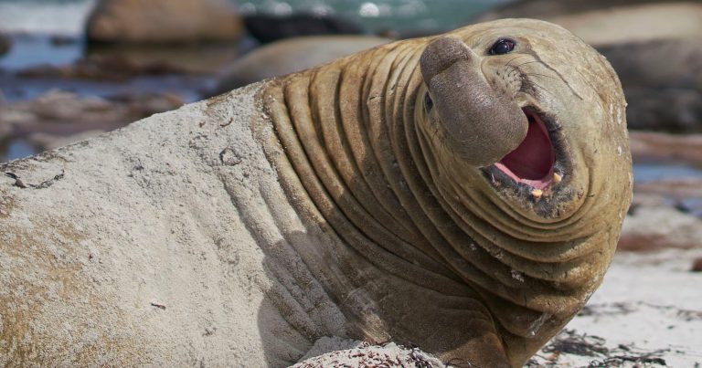 Nat Geo Photographer Paul Nicklen Reveals He Was Almost Killed by Horny Elephant Seal