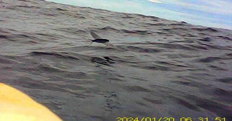 First-Ever Footage Shows Seabirds Catching Flying Fish Mid-Air