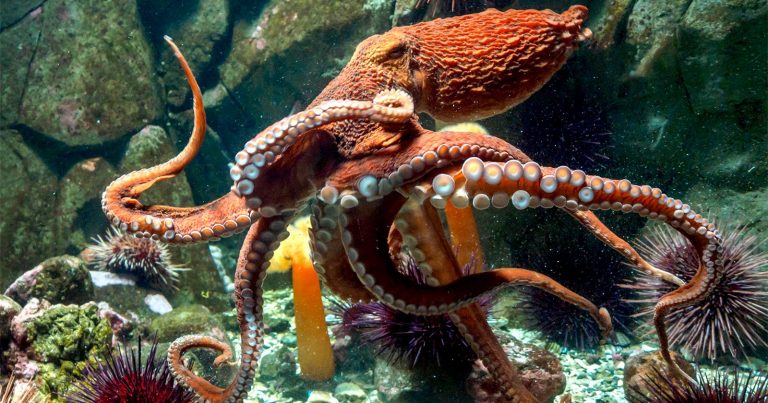 Giant Octopus Grabs Camera From Diver and Films Itself