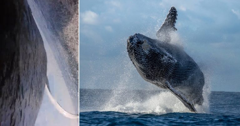 Humpback Cam Captures First-Whale-View of a Breach