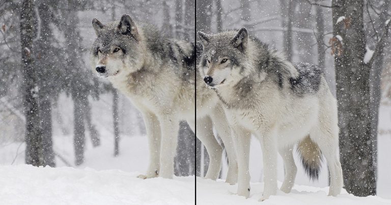 Are Photoshop’s Two New AI Features Useful for Photographers?