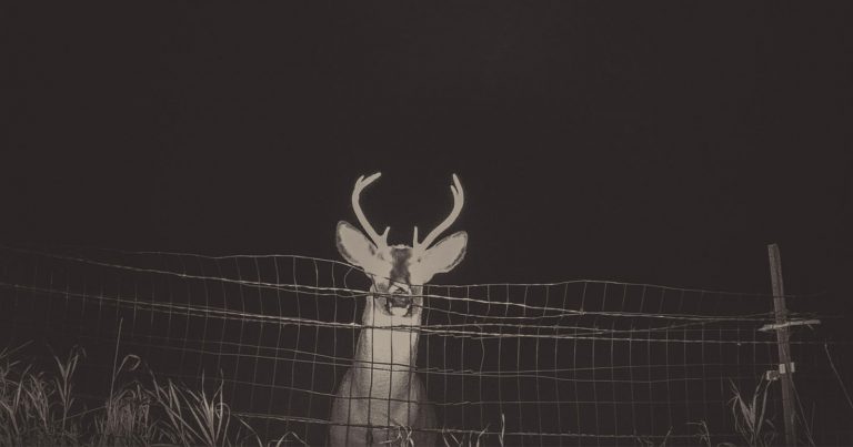 Photographer Uses Cheap Trail Camera to Capture Dreamy Images of Deer