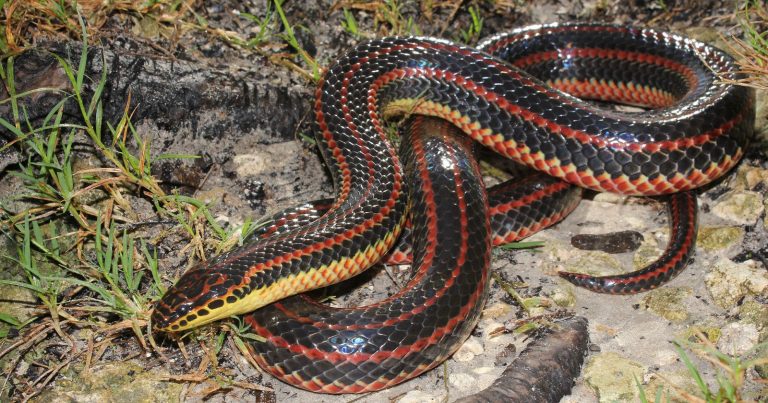 Florida Wildlife Officials Want Photos of This Extremely Rare ‘Rainbow Snake’