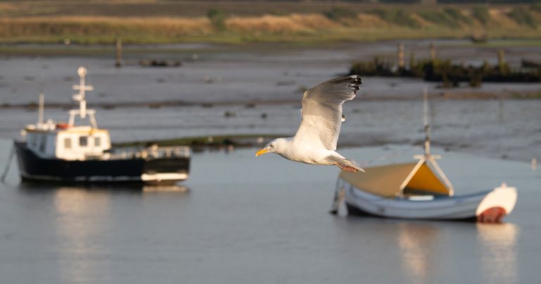 Understanding Aperture Will Instantly Improve Your Photography