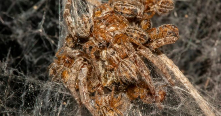 1,000 Baby Spiders are Filmed Eating Their Own Mother in Groundbreaking Footage