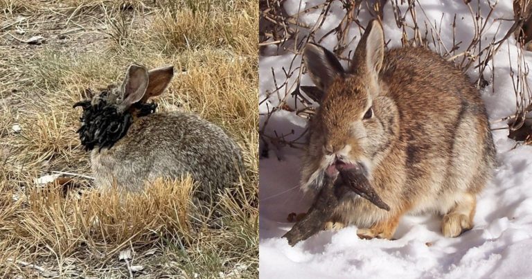 Eerie Photos Show Colorado Rabbits with Tentacles Growing Out Their Faces