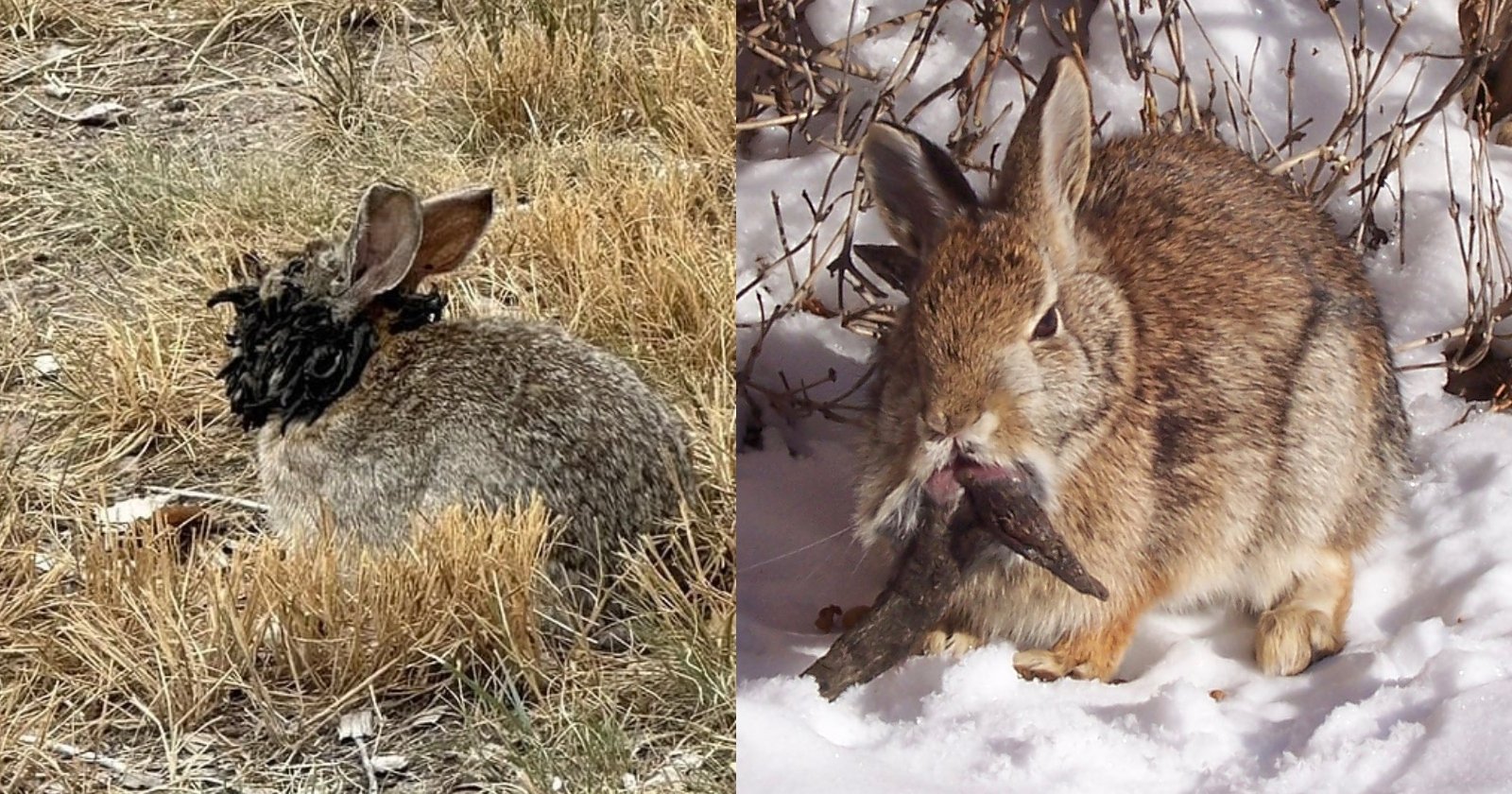 Eerie Photos Show Colorado Rabbits with Tentacles Growing Out Their Faces Eerie Photos Show Colorado Rabbits with Tentacles Growing Out Their Faces