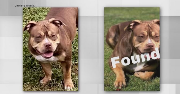Man Nearly Scammed by Face-Swapped Photo of His Missing Dog