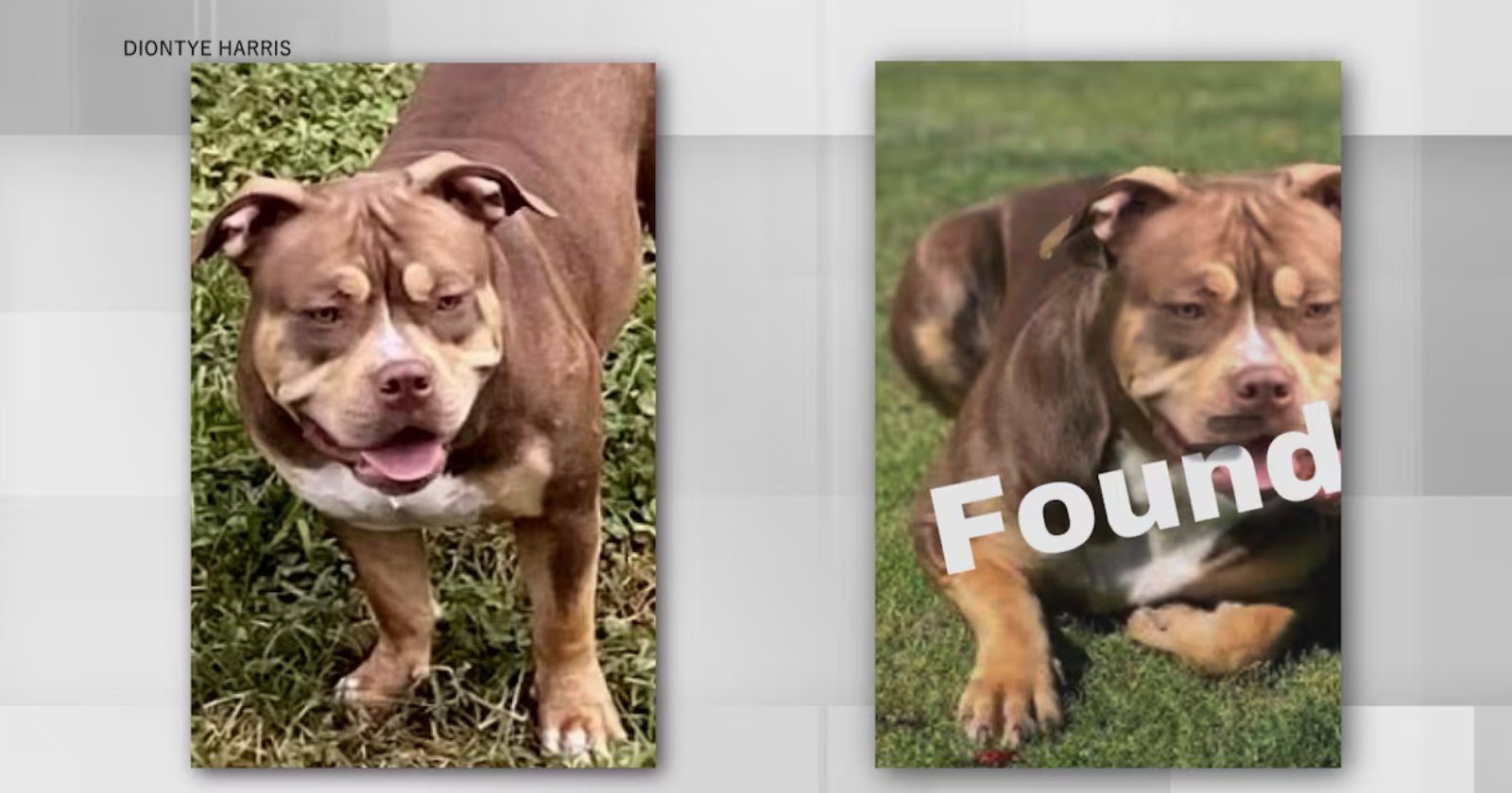 Man Nearly Scammed by Face-Swapped Photo of His Missing Dog Man Nearly Scammed by Face-Swapped Photo of His Missing Dog