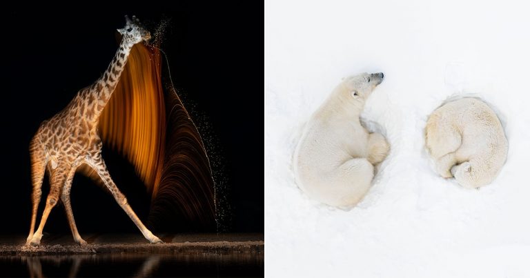 Over 200 Renowned Photographers Unite for Wildlife Conservation