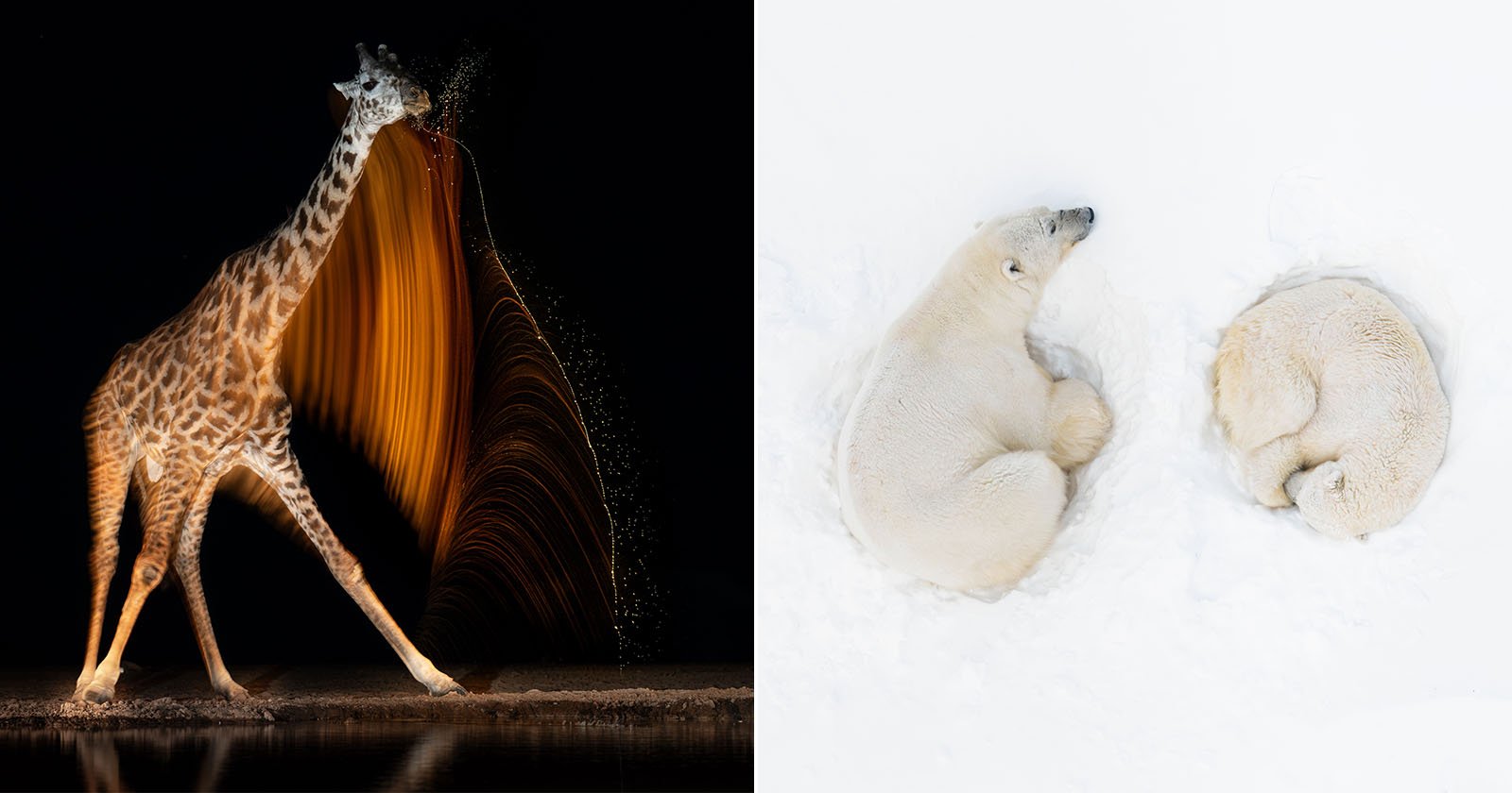 Over 200 Renowned Photographers Unite for Wildlife Conservation