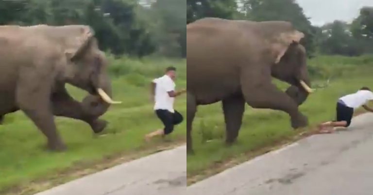 Tourist is Trampled by Elephant After Attempting to Take Selfie with it