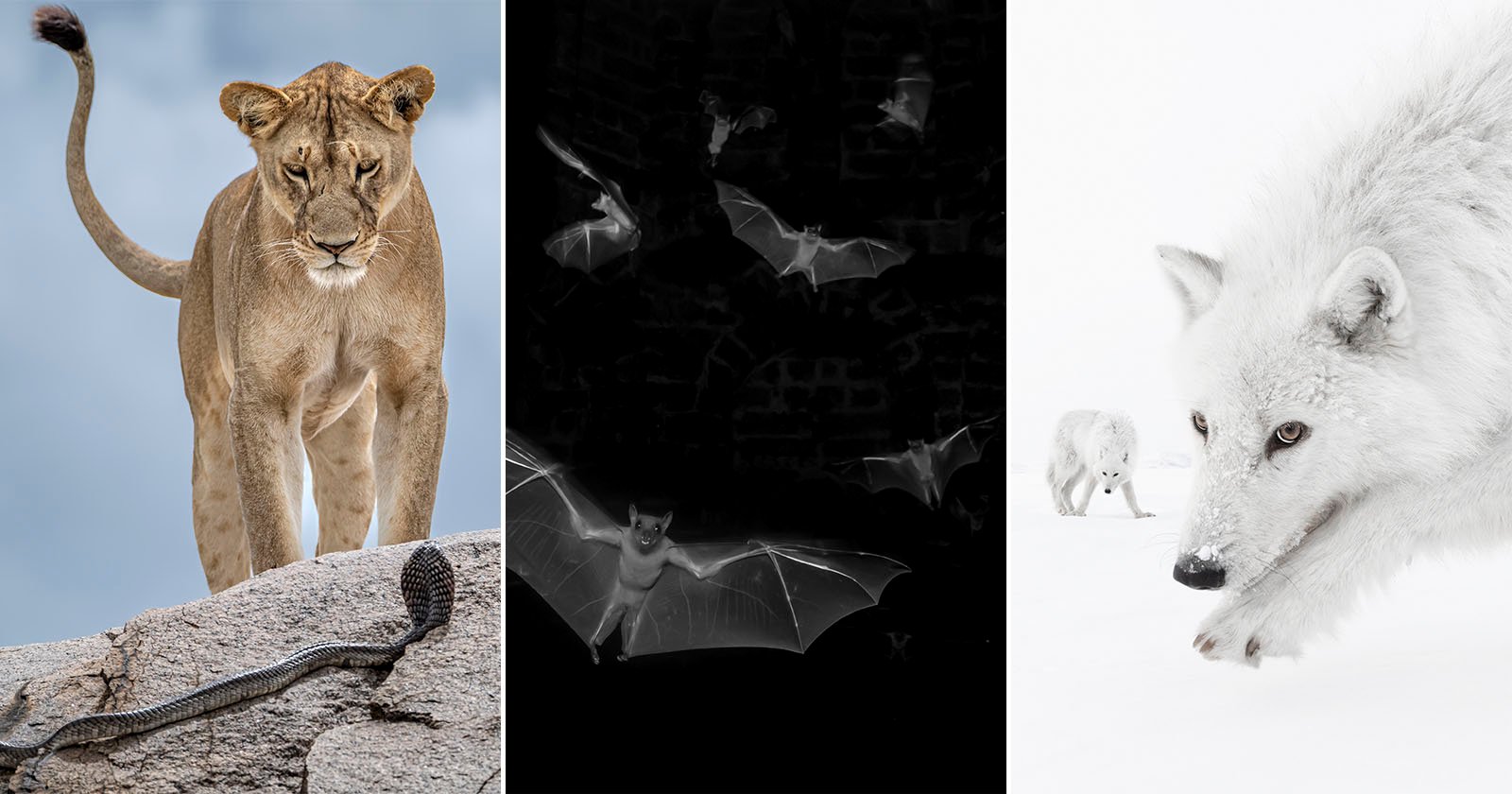 15 Breathtaking Photos From the 61st Wildlife Photographer of the Year 15 Breathtaking Photos From the 61st Wildlife Photographer of the Year