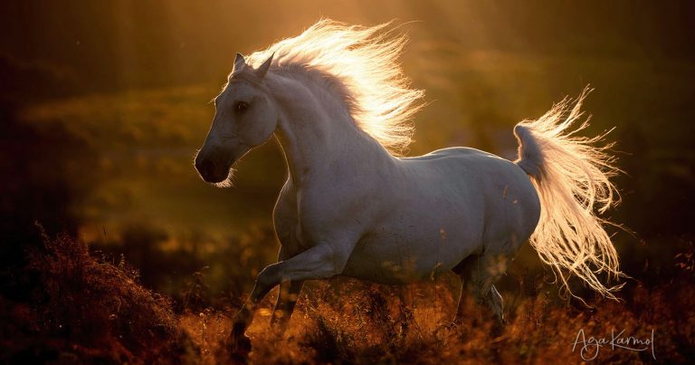 Photographer Spectacularly Captures the Wild Spirit of Horses