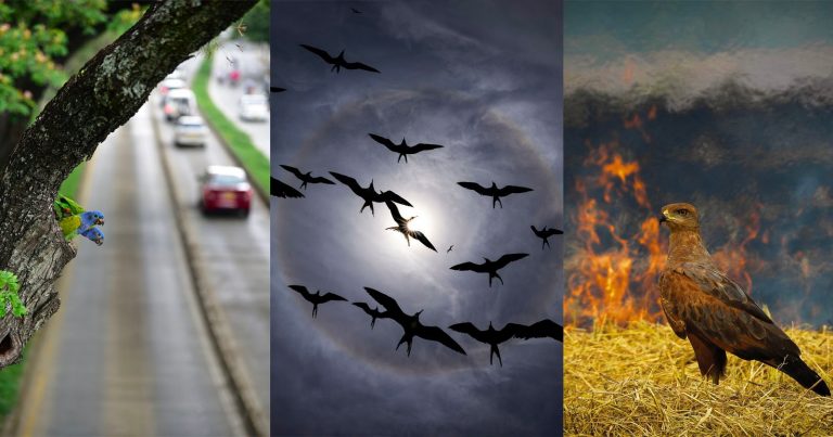 All 15 Winners of the 2025 Audubon Photography Awards