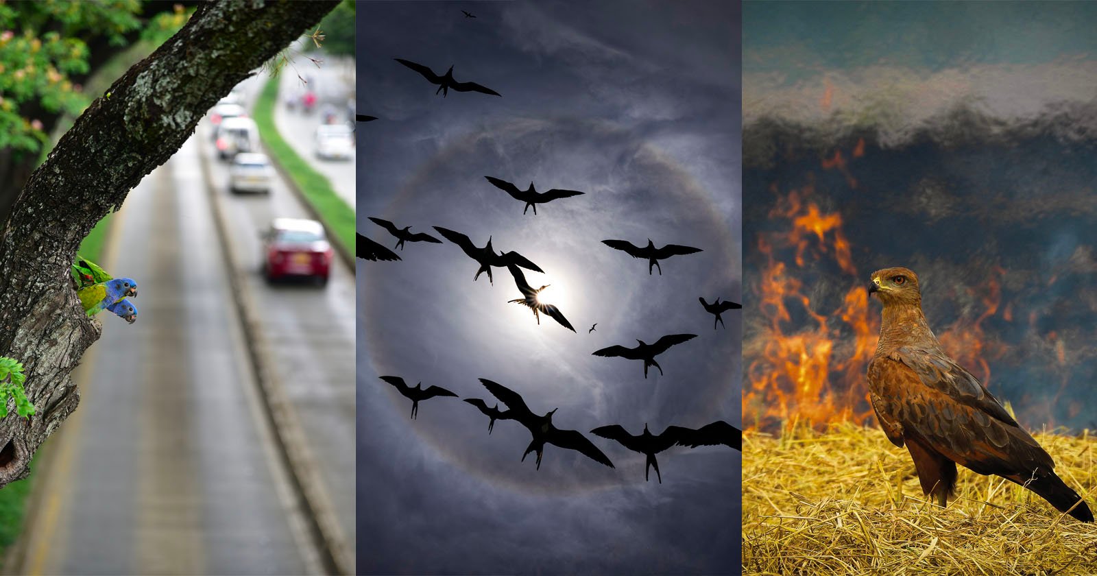 All 15 Winners of the 2025 Audubon Photography Awards