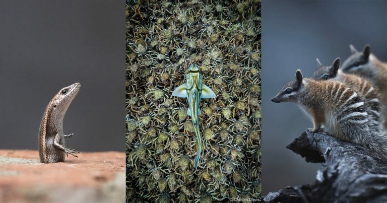 Winners of Australian Geographic Nature Photographer of the Year