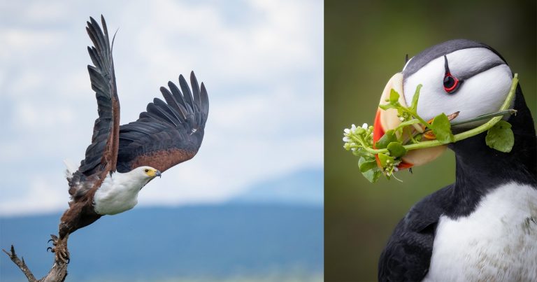 The Ultimate Beginner’s Guide to Bird Photography