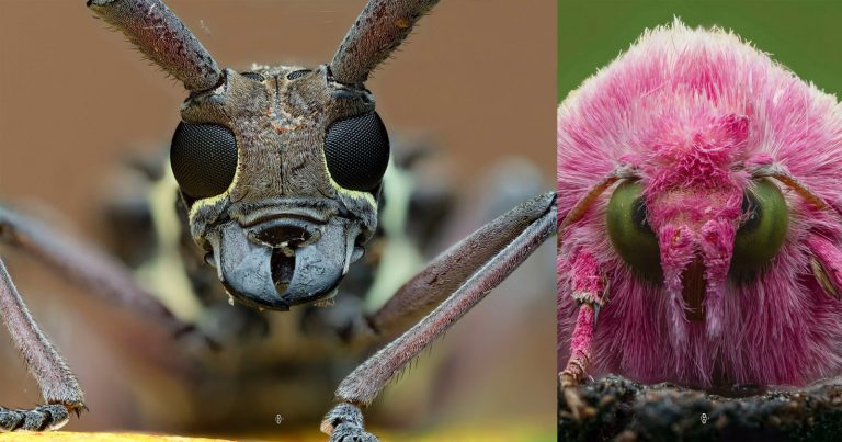 Photographer Explores the Hidden Faces of Insects