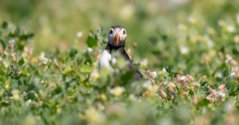 A Beginner’s Guide to Focusing: How Camera Autofocus Works