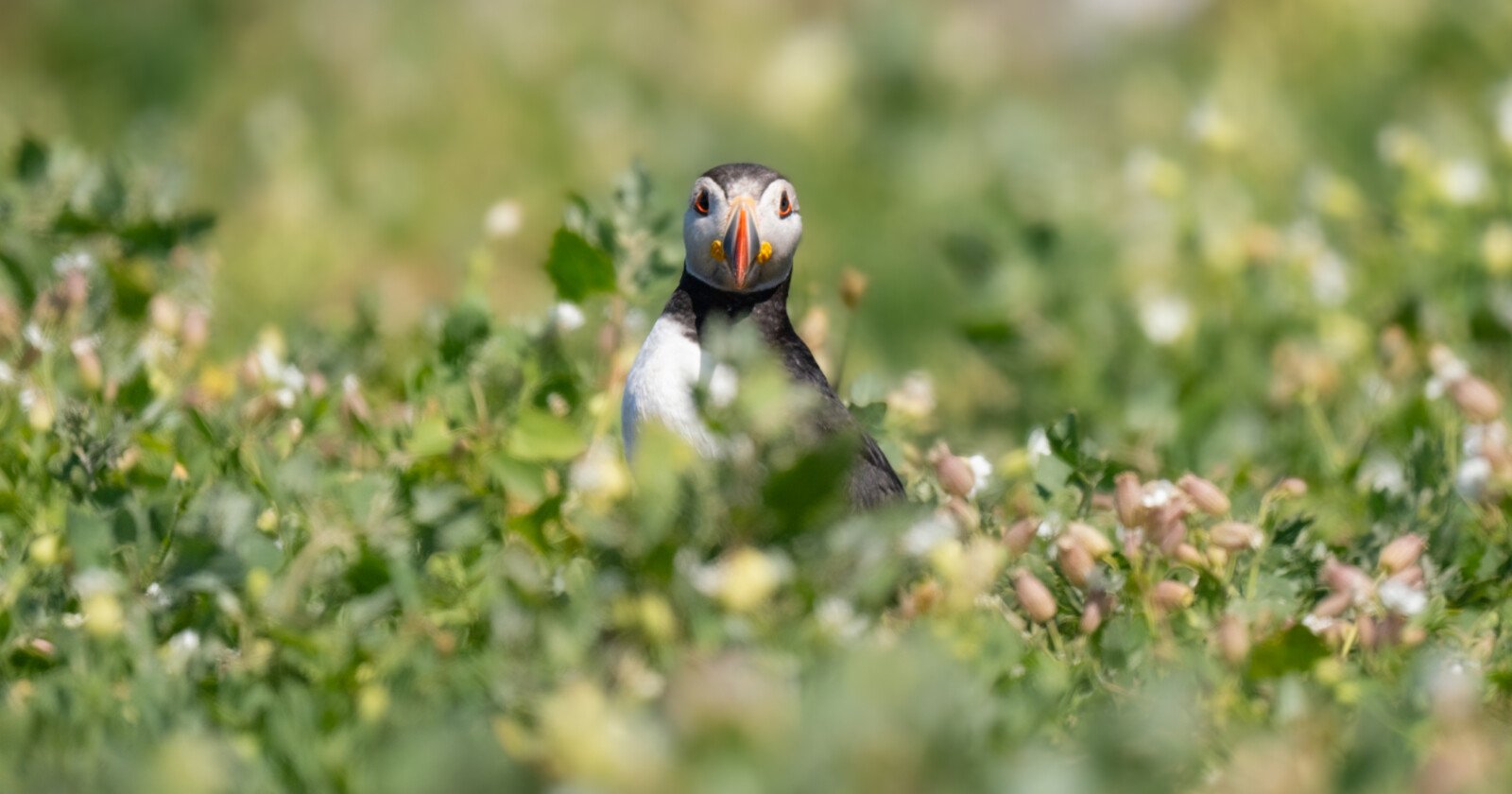 A Beginner’s Guide to Focusing: How Camera Autofocus Works