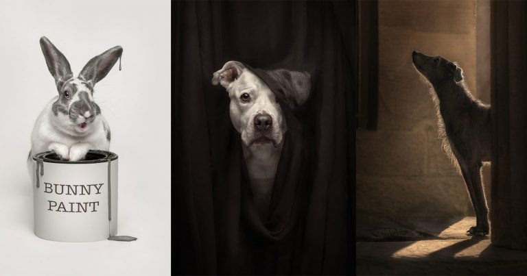 The International Pet Photography Awards Reveal This Year’s Winners