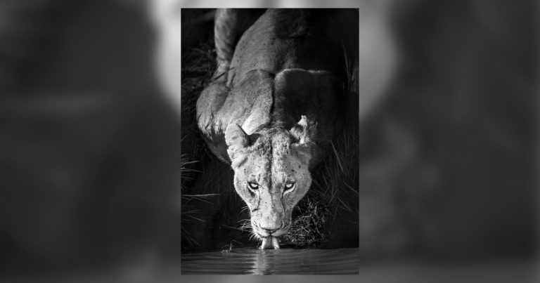 It Took a Photographer 10 Years to Finally Nail the Perfect Lion Photo